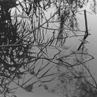 Antony And The Johnsons - Swanlights EP - EP Cover